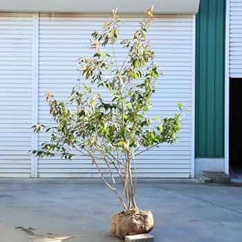 ソヨゴ　特徴的な株立　約1.3m ソヨゴの木 株立ち 約1.5m 植木 苗木 大苗 赤い実が成る木 規格